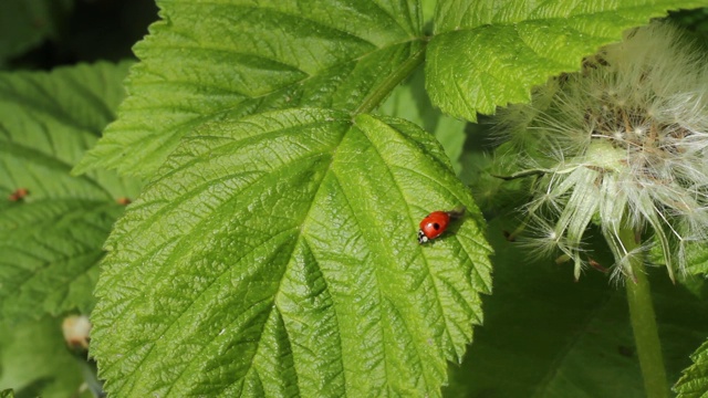 植物叶子上的瓢虫视频素材