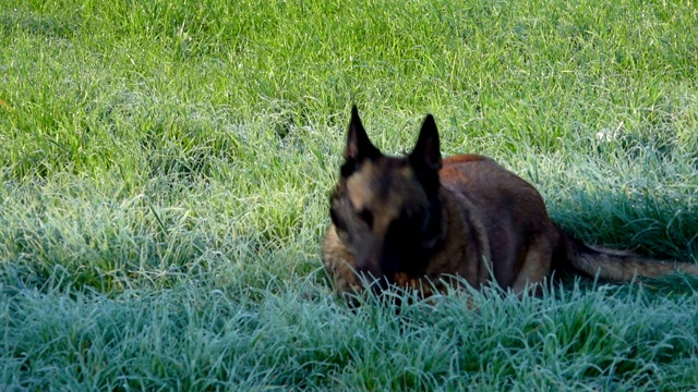 美丽的比利时牧羊犬Malinois正在绿色的场地上玩耍和旋转视频素材