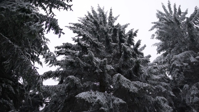 雄伟的雪域森林树木黑暗和白色视频素材