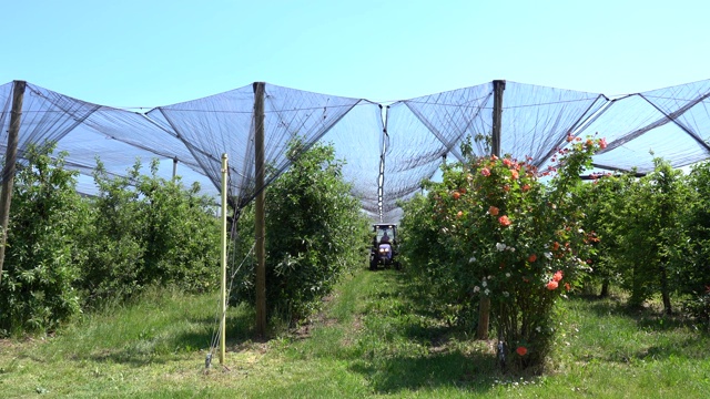 拖拉机在苹果园喷洒覆盖着防冰雹网的树木视频素材