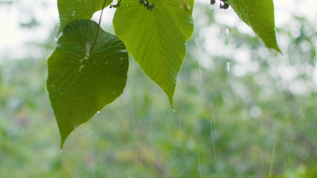 绿叶和雨水中的水珠视频素材