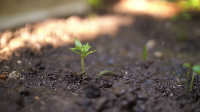 在家里浇灌新植物视频素材