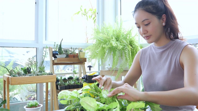 亚洲妇女园丁在家里的花园里给植物浇水。视频素材