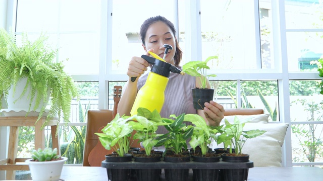 亚洲妇女园丁在家里的花园里给植物浇水。视频素材