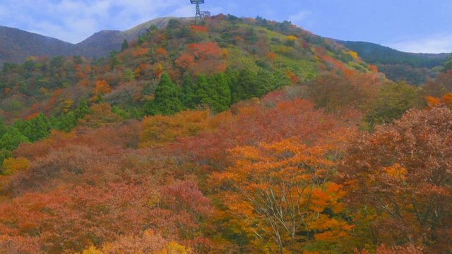 Autumn Leaves /秋天的叶子视频素材