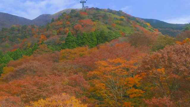 Autumn Leaves /秋天的叶子视频素材