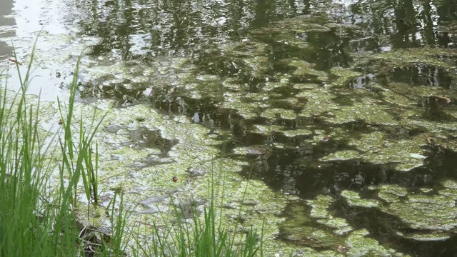 浮萍和藻类视频素材