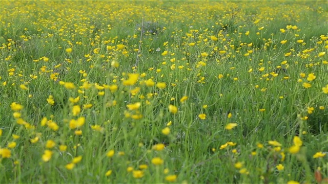 花领域视频素材