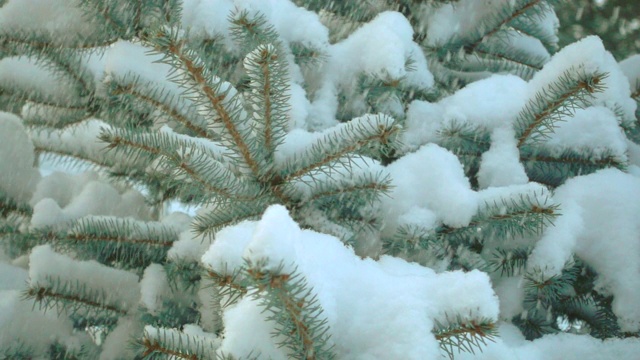 定性慢动作飘落雪花，冬日冷杉枝头。全高清视频。视频素材