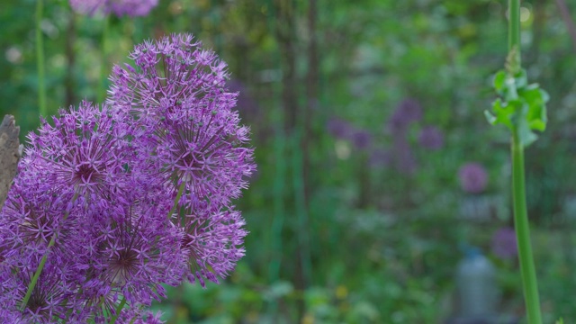 蜜蜂在花蕾上给植物授粉视频素材