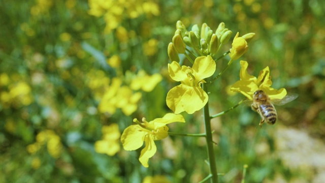 蜜蜂在油菜花中忙碌的慢镜头。在春天的田野里，蜜蜂在黄色油菜花上采集花蜜。大黄蜂在叶子上。极端近距离微距拍摄。盛开的油菜花。视频素材