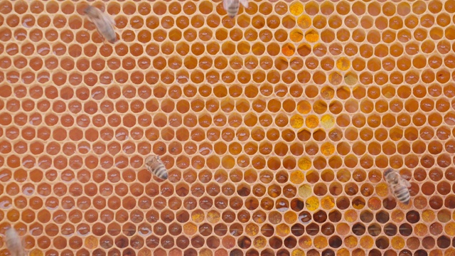 蜜蜂在蜂房中采蜜视频素材