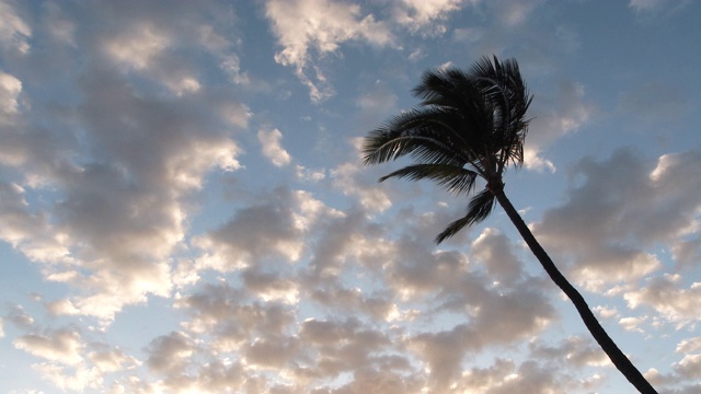 一棵孤独的棕榈树在夕阳的风中吹拂视频素材