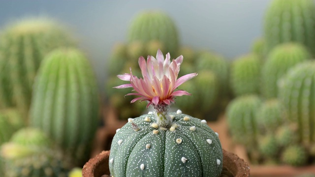 盛开的星形植物花在时间推移运动。视频素材