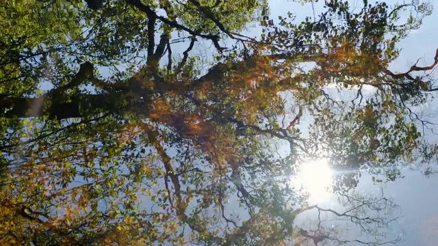 在夏天的湖中，一棵树和太阳的倒影视频素材