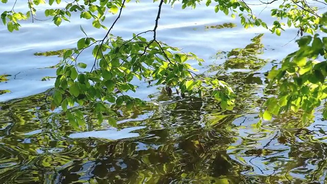 一棵山毛榉的树枝，在夏天的白天，在波浪起伏的水面上视频素材