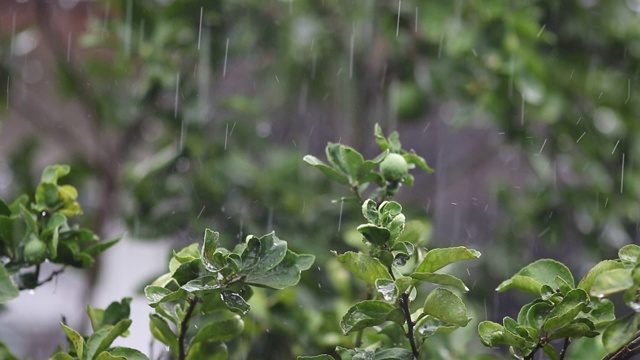 下雨的一天。雨季的概念。视频素材