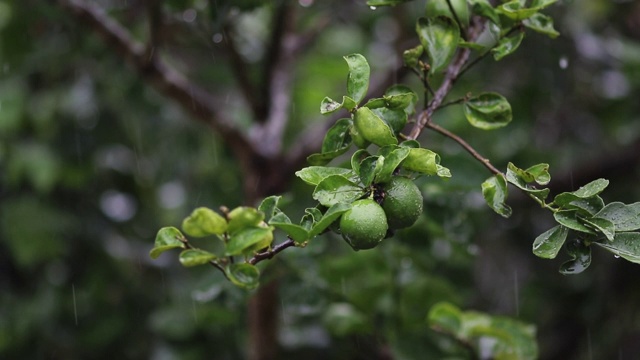 下雨的一天。雨季的概念。视频素材