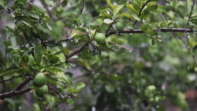 下雨的一天。雨季的概念。视频素材