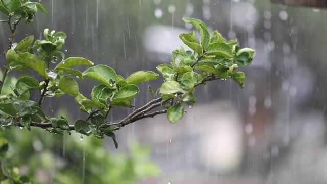 下雨的一天。雨季的概念。视频素材