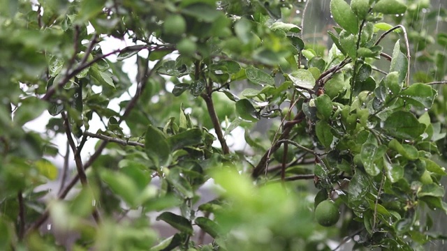 下雨的一天。雨季的概念。视频素材