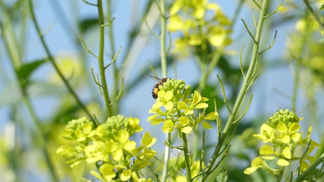 从花中提取花粉的飞蜂视频素材