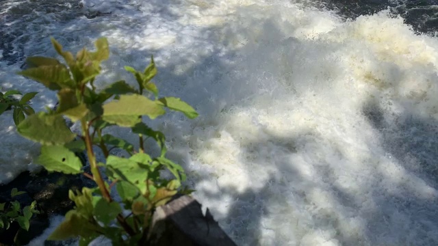 在阳光明媚的天气里，湍急的水流在森林里的小河上的一个小水坝上流动视频素材