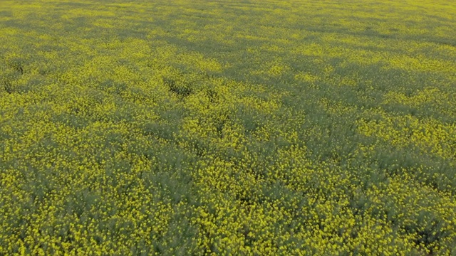 鸟瞰一大片盛开的油菜籽美丽的田野。黄色盛开的油菜籽田。黄色的油菜籽盛开的田野。黄色的芥末野花遍布大田视频素材