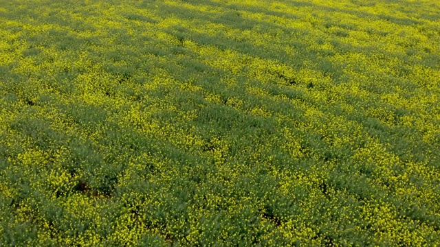 鸟瞰一大片盛开的油菜籽美丽的田野。黄色盛开的油菜籽田。黄色的油菜籽盛开的田野。黄色的芥末野花遍布大田视频素材