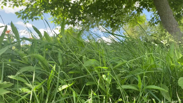 在阳光明媚的日子里，高草在微风中飘动视频下载