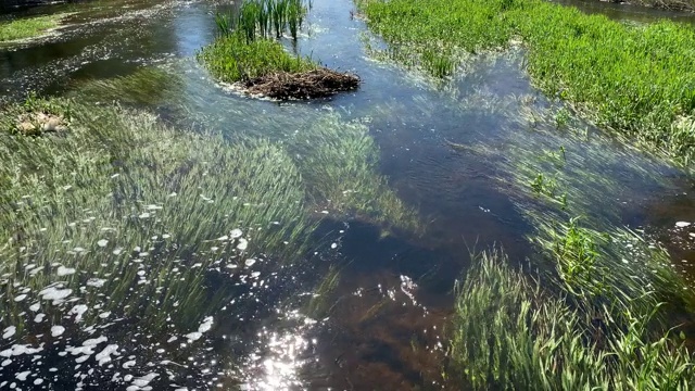 清澈的河水平静的在森林的某处，许多藻类和草在水中，一个安静的水流，倒影在水面上，绿色的海岸，鸟儿唱歌视频素材