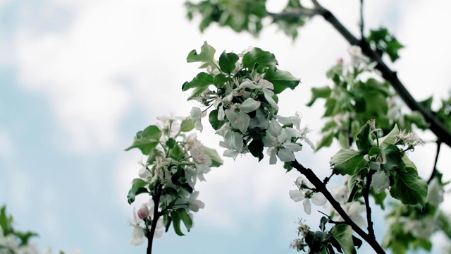 春天，苹果树，花圃，特写。视频素材