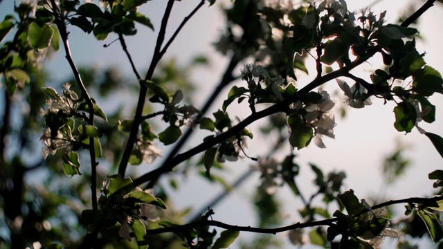 春天，苹果树，花圃，特写。视频素材