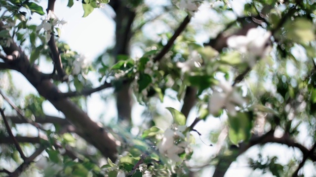 带花和芽的苹果枝。视频素材