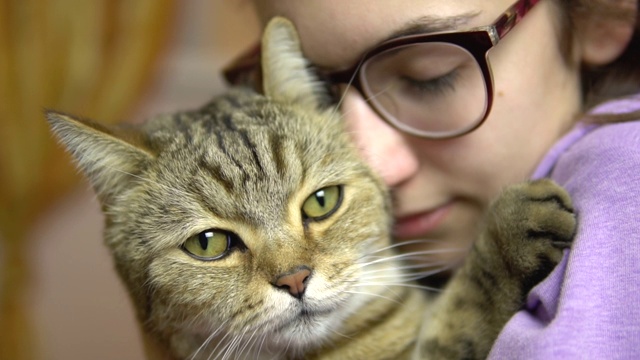 一个戴眼镜的年轻女子把一只猫贴在她脸上。英国品种的猫和一个女人拥抱。慢动作视频素材