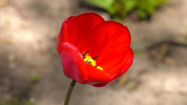 花园里花坛上的红色郁金香。在多层建筑附近的城市花坛上的一株红色郁金香视频素材