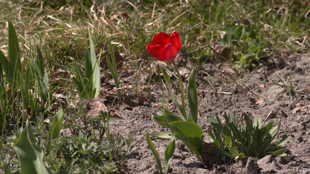 花园里花坛上的红色郁金香。春天的第一朵花。郁金香(Tulipa praestans)。视频素材