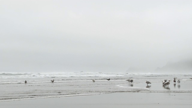 海浪和海滩鸟的极简主义视频素材