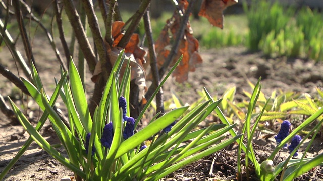 麝香花、杏黄花、风信子在四月和五月开花。杏树属植物，开蓝色花。视频素材