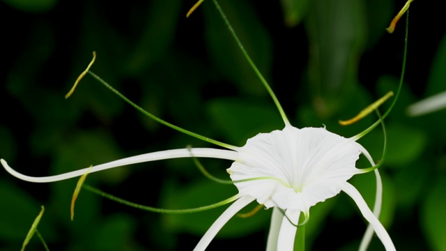 泰国的白色hymenocallis littoralis蜘蛛百合花视频素材