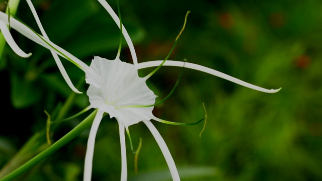 泰国的白色hymenocallis littoralis蜘蛛百合花视频素材