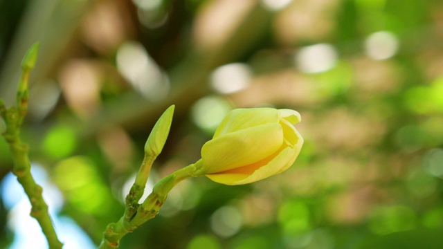 树上开着黄色鸡蛋花视频素材