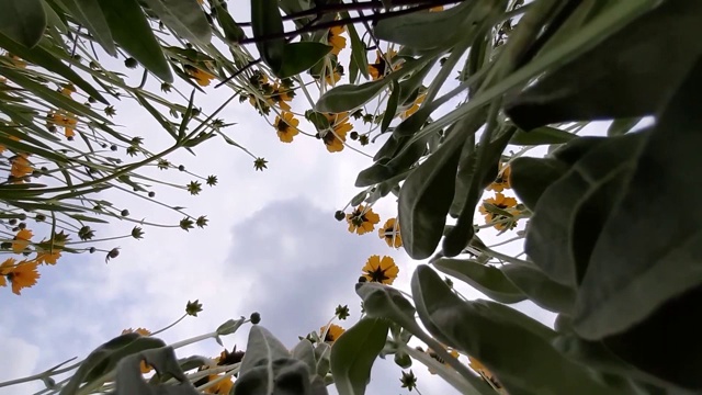 金黄的波浪和蜜蜂视频下载