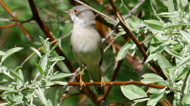 鸟-普通白喉(Sylvia communis)坐在一个灌木的树枝上，唱他的歌阳光明媚的夏天早晨。视频素材