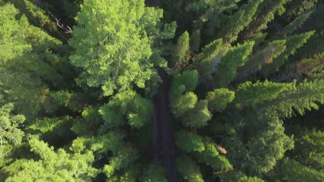 鸟瞰图林地与道路视频素材