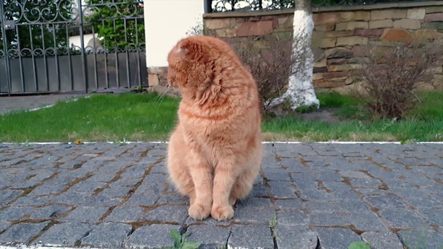 苏格兰褶红猫坐在铺满鹅卵石的人行道上，抬起一只爪子四处张望视频素材