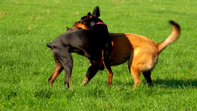 快乐杜宾和比利时牧羊犬马里诺在绿色的场地上玩耍视频素材