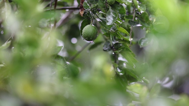 雨水落在新鲜的卡菲尔酸橙上视频素材