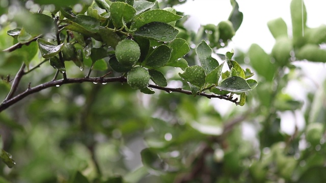 雨水落在新鲜的卡菲尔酸橙上视频素材