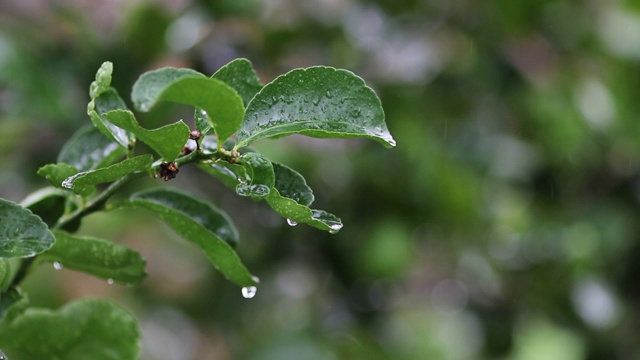 雨水落在新鲜的卡菲尔酸橙上视频素材